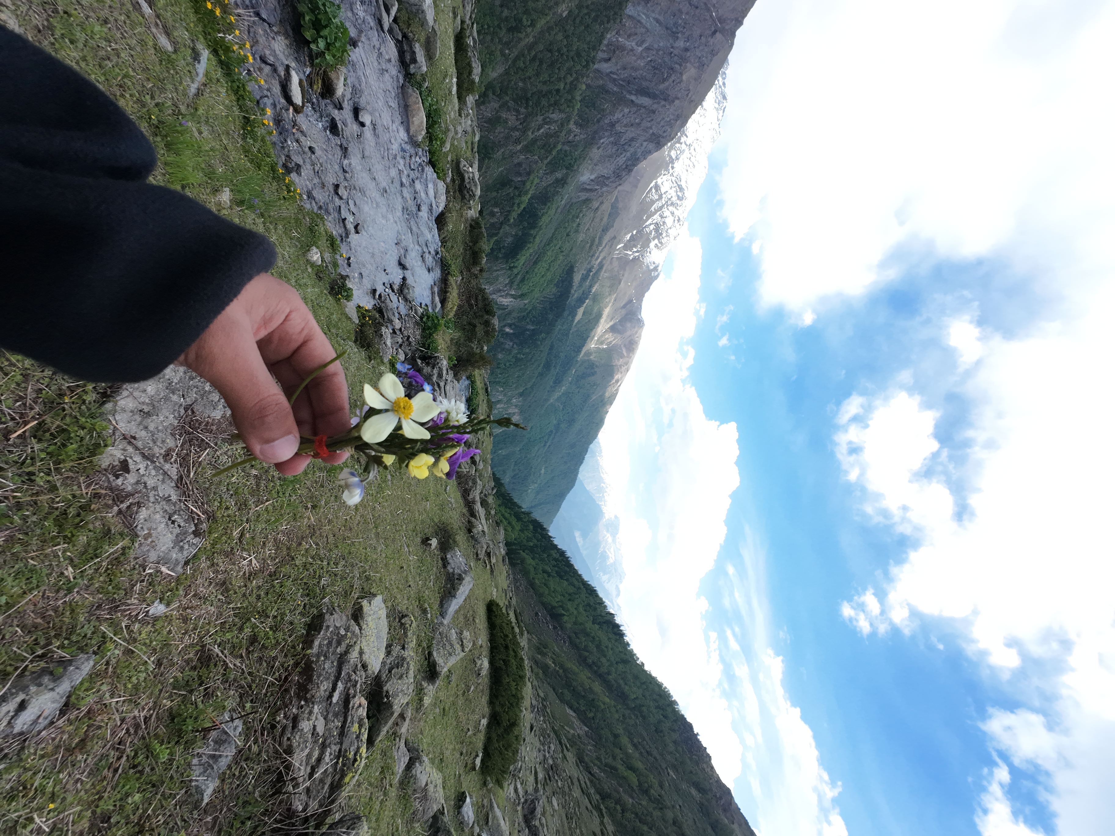 Handful of alpine wildflowers picked on the Yulla Kanda trek with Kinner Kailash behind