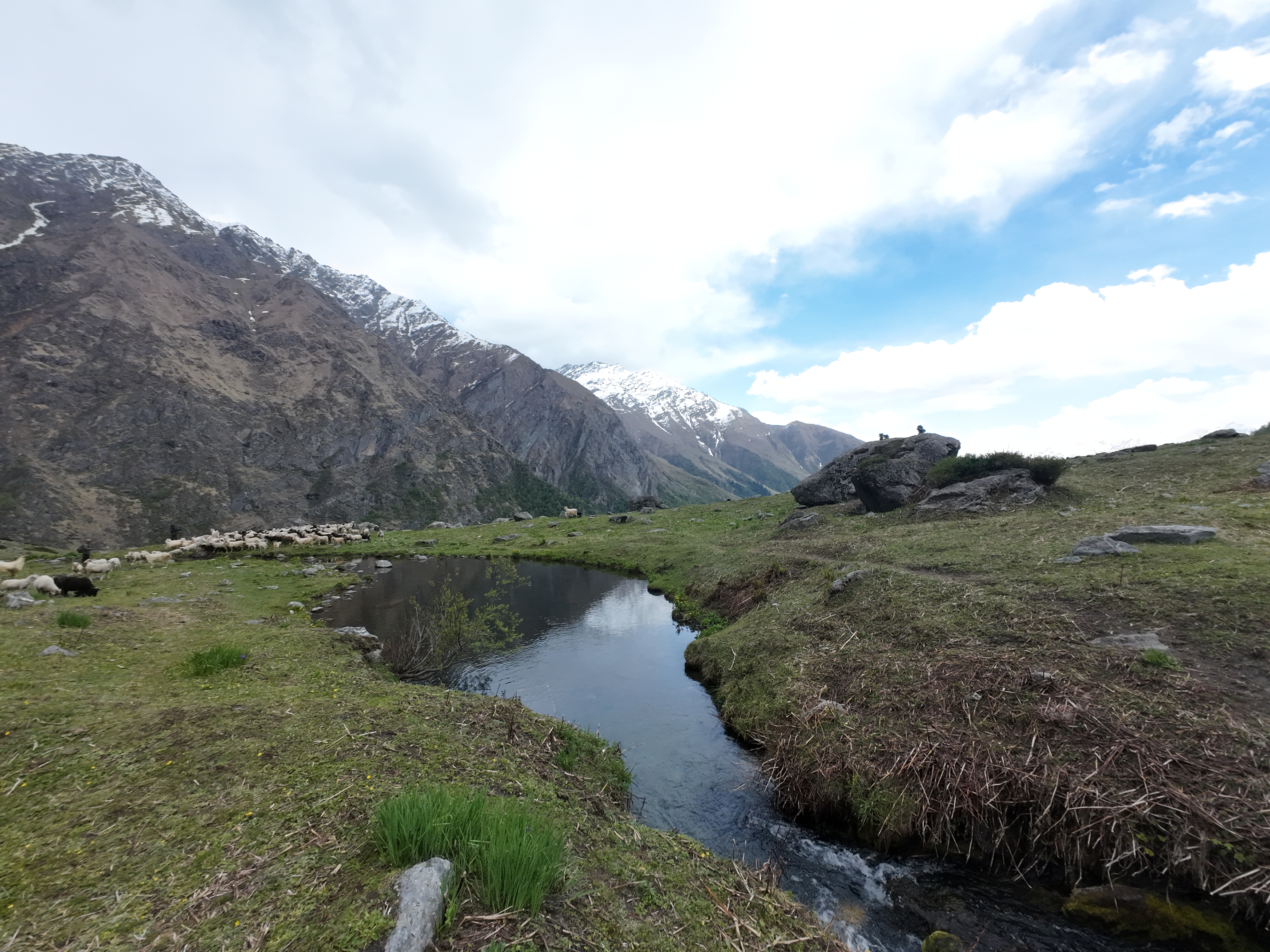 Sheep grazing by a stream in a high-altitude meadow near Yulla Kanda with snow-capped peaks