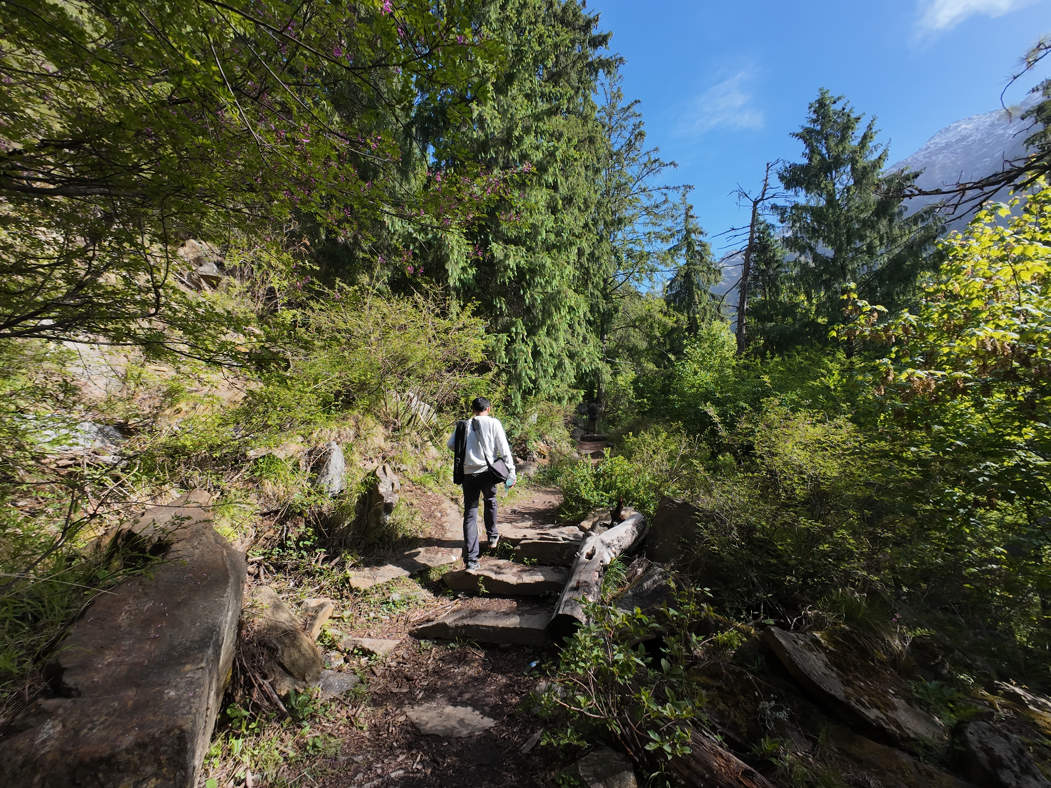 Trekker walking up stone steps on the forested Yulla Kanda trail with deodar trees