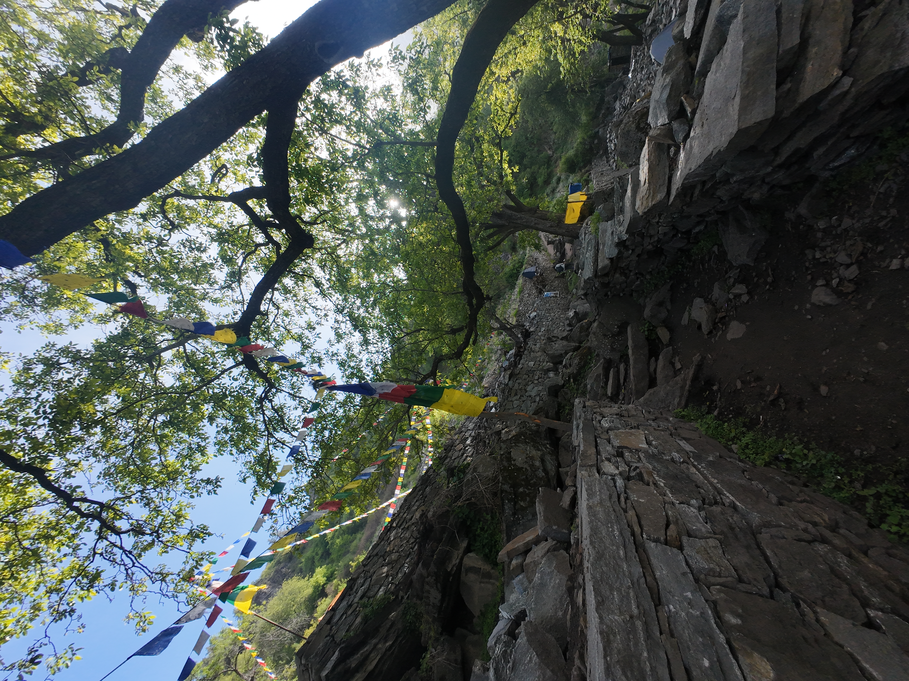 Prayer flags tied to a tree on the Yulla Kanda forest trail with stone wall